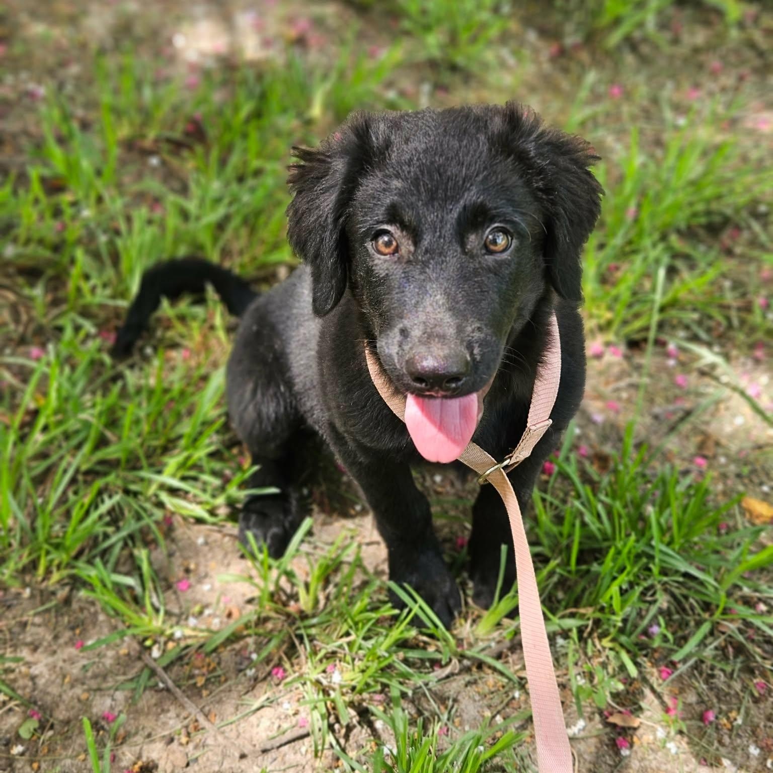 McCoy (the real McCoy), a ADOPTABLE mixed breed in Bethpage, NY image 5/5
