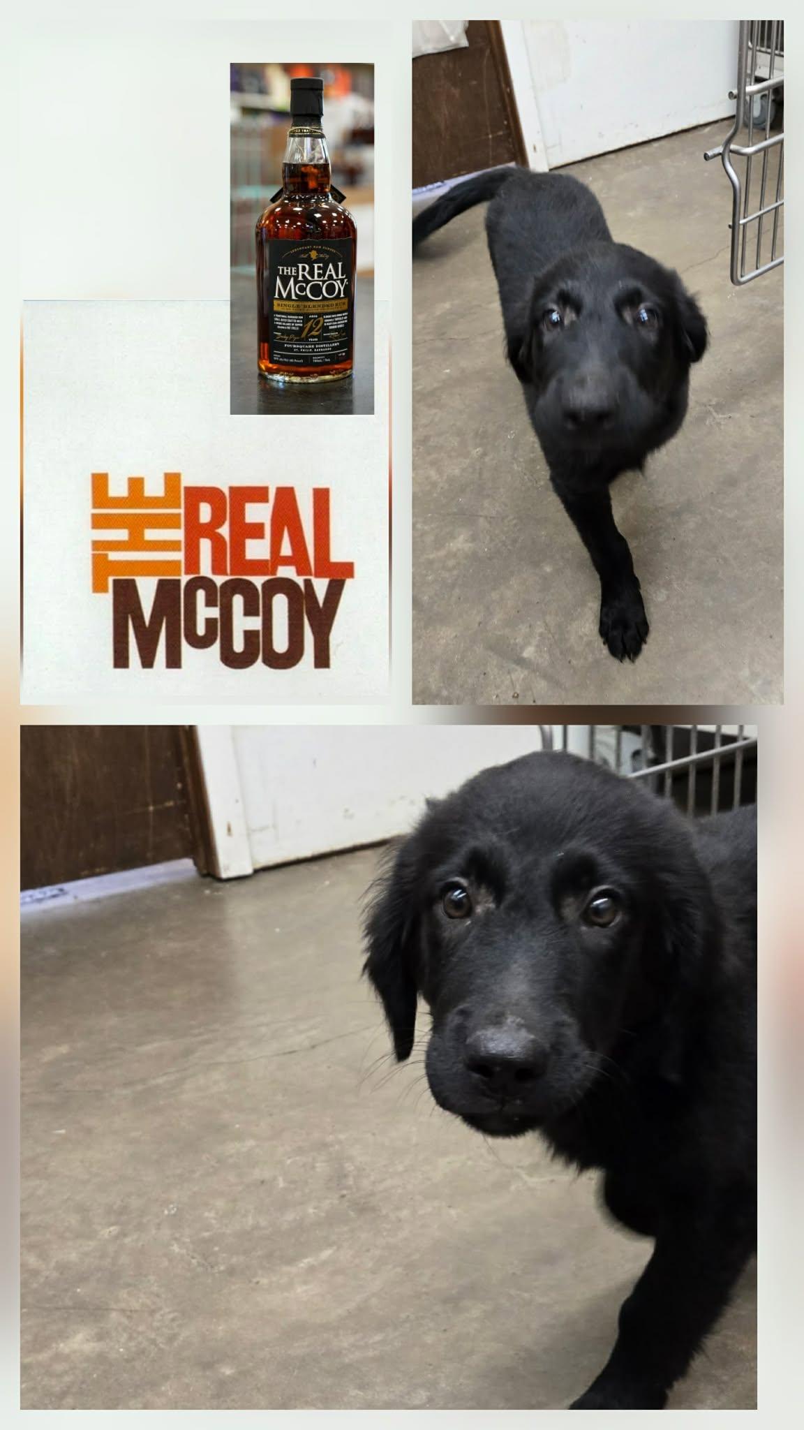 McCoy (the real McCoy), a ADOPTABLE mixed breed in Bethpage, NY image 2/5