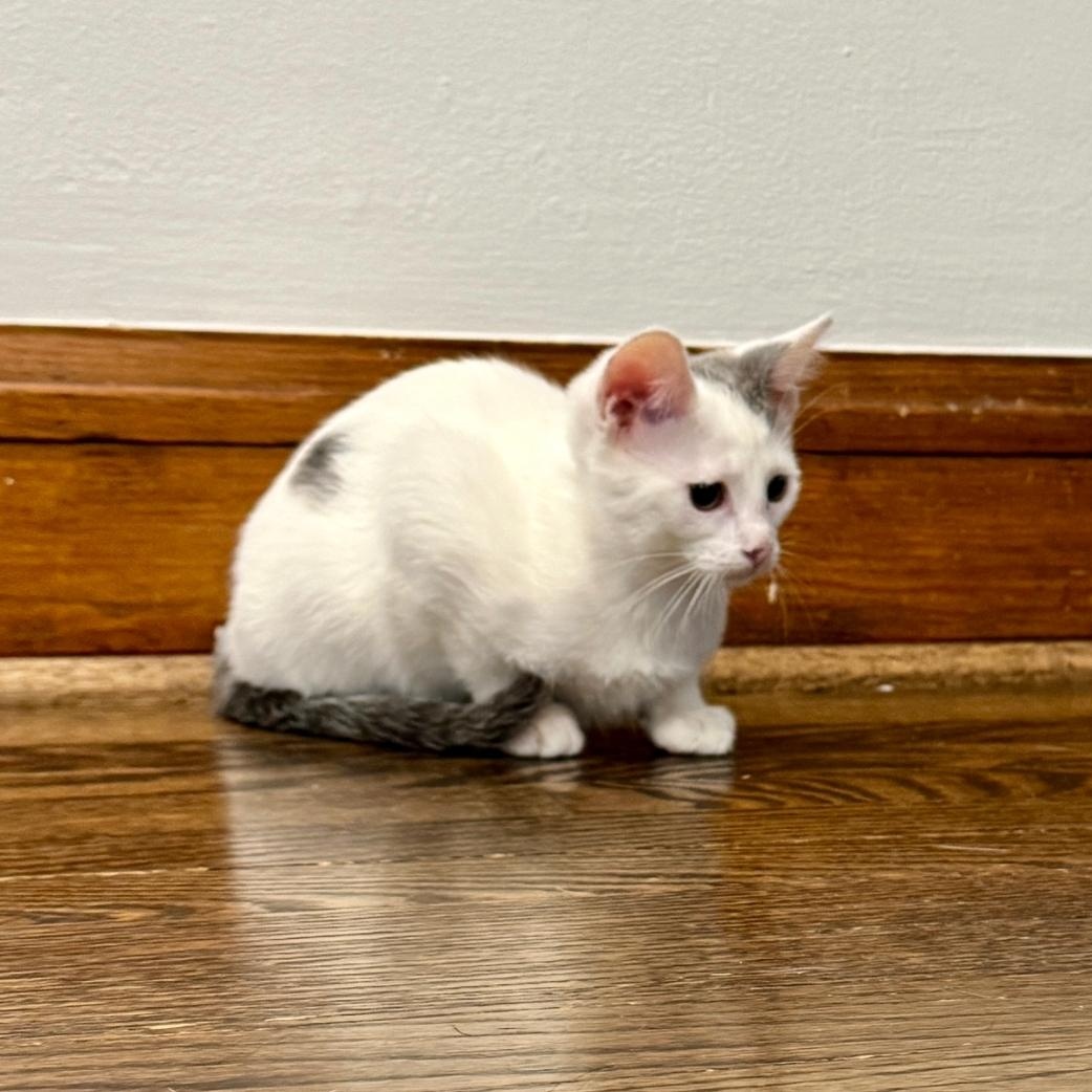Nova, a ADOPTABLE Domestic Short Hair in Chicago, IL image 2/4