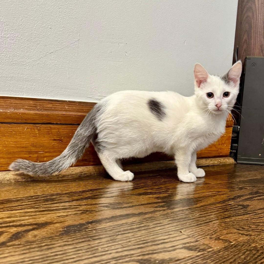 Nova, ADOPTABLE, Kitten Female Domestic Short Hair.