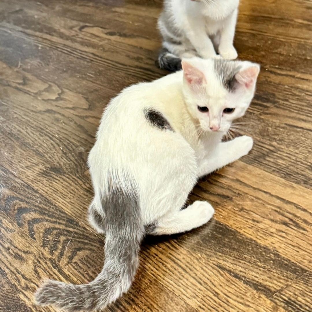 Nova, a ADOPTABLE Domestic Short Hair in Chicago, IL image 3/4