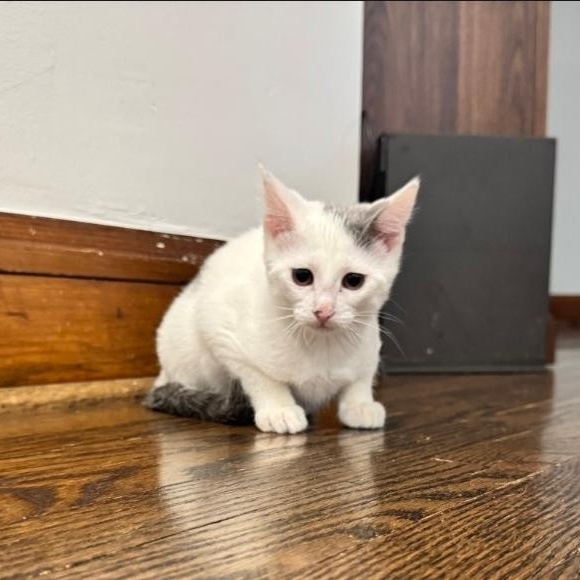 Nova, a ADOPTABLE Domestic Short Hair in Chicago, IL image 4/4