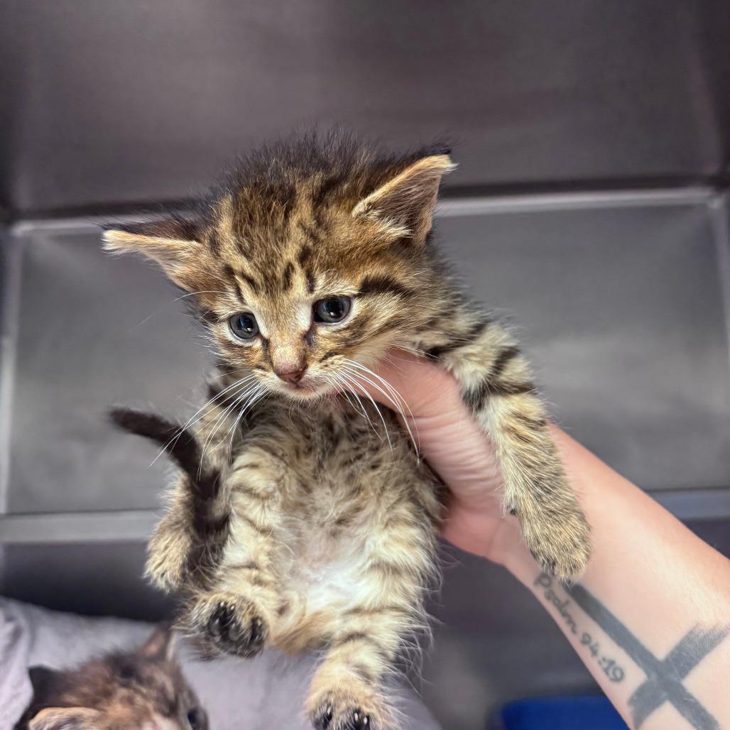 Sandburr, Adoptable, Kitten Male Domestic Short Hair.