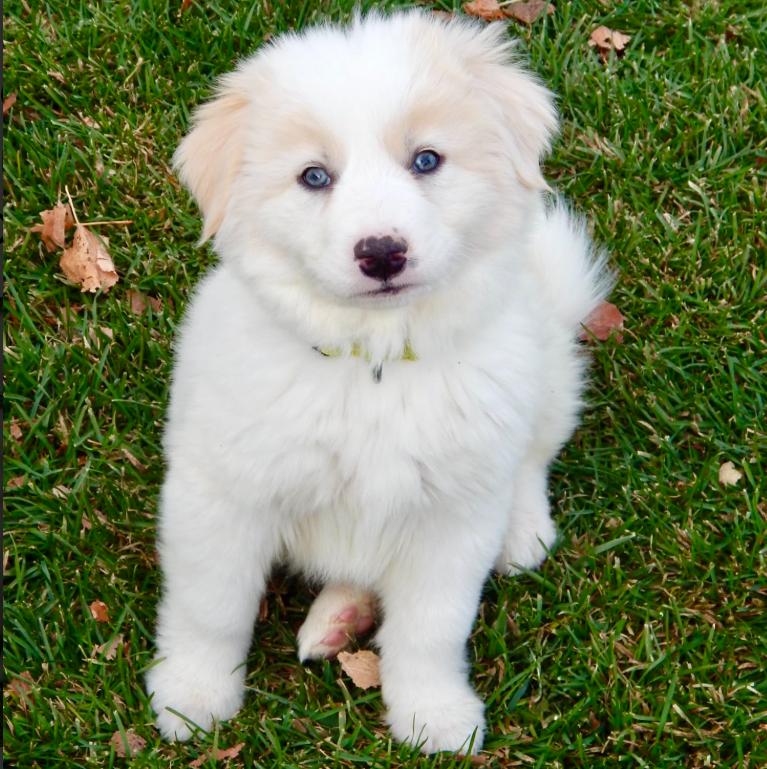 Enlarge Oliver Queen, a ADOPTABLE mixed breed in Mead, CO image 1/1