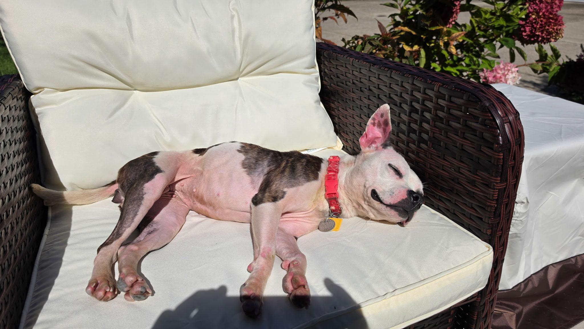 Enlarge Georgie, a Adoptable mixed breed in Cleveland, OH image 5/6