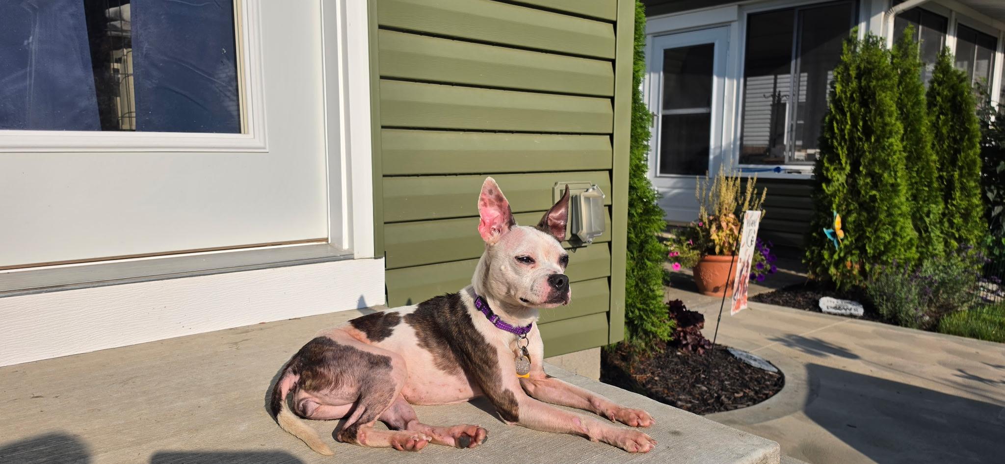 Enlarge Georgie, a Adoptable mixed breed in Cleveland, OH image 2/5