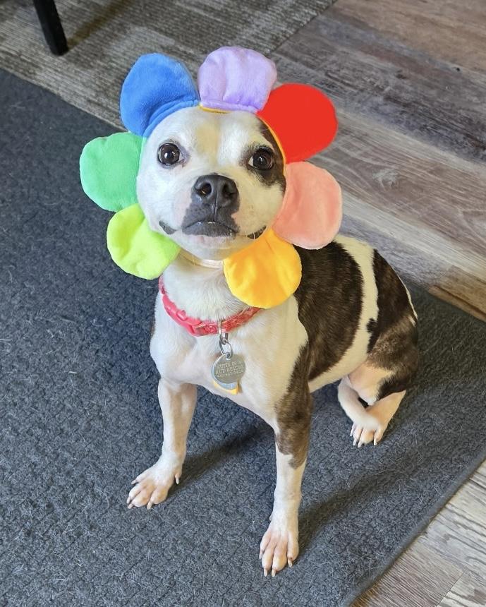 Enlarge Georgie, a Adoptable mixed breed in Cleveland, OH image 4/6