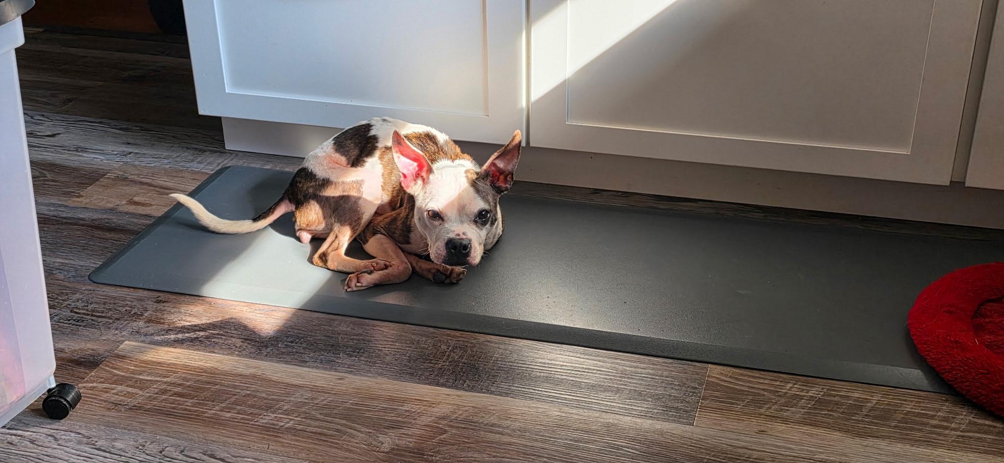 Enlarge Georgie, a Adoptable mixed breed in Cleveland, OH image 3/5