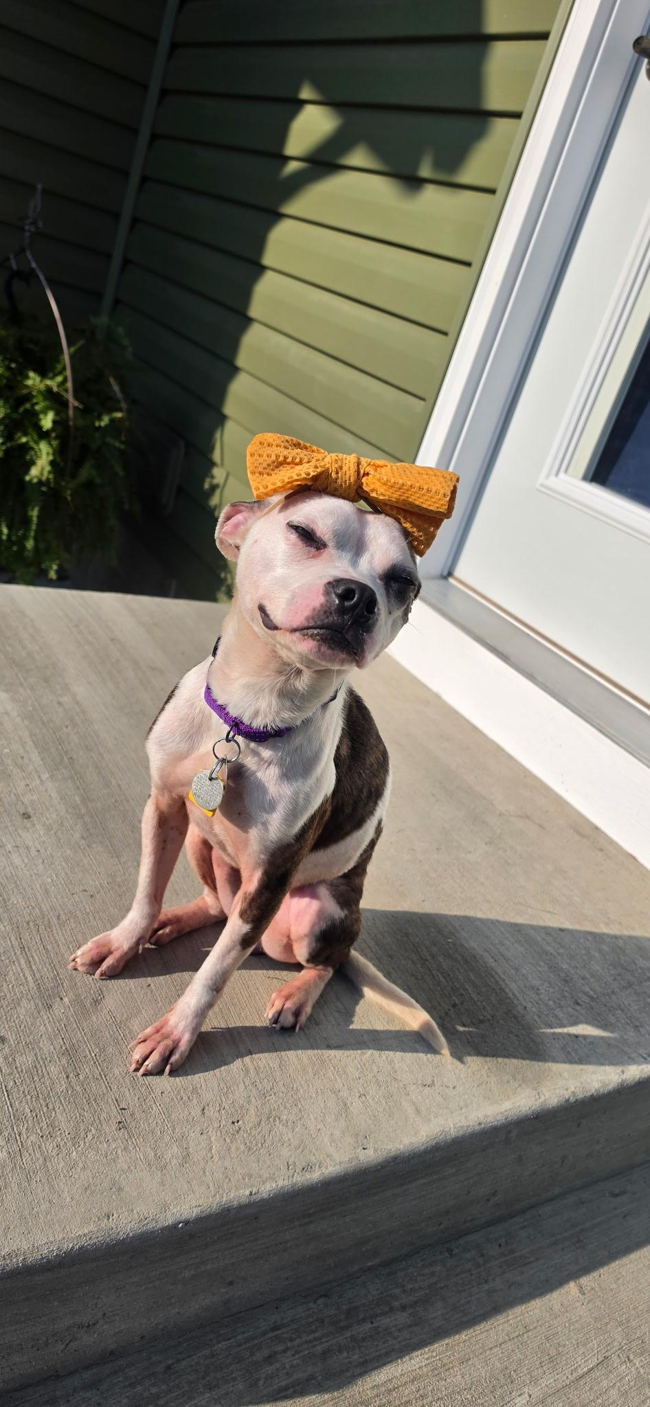 Georgie, Adoptable, Young Female Boston Terrier.