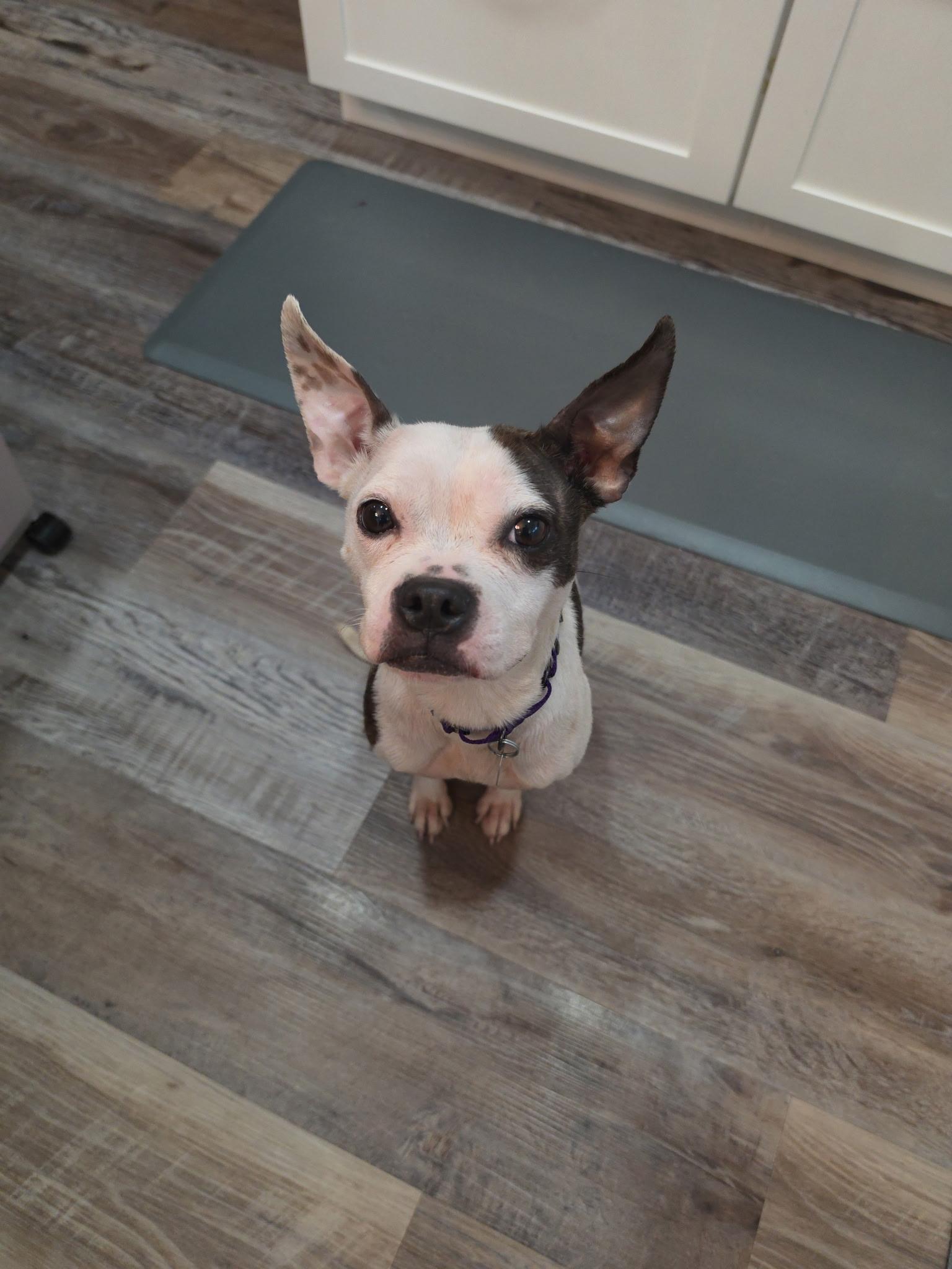 Enlarge Georgie, a Adoptable mixed breed in Cleveland, OH image 5/5