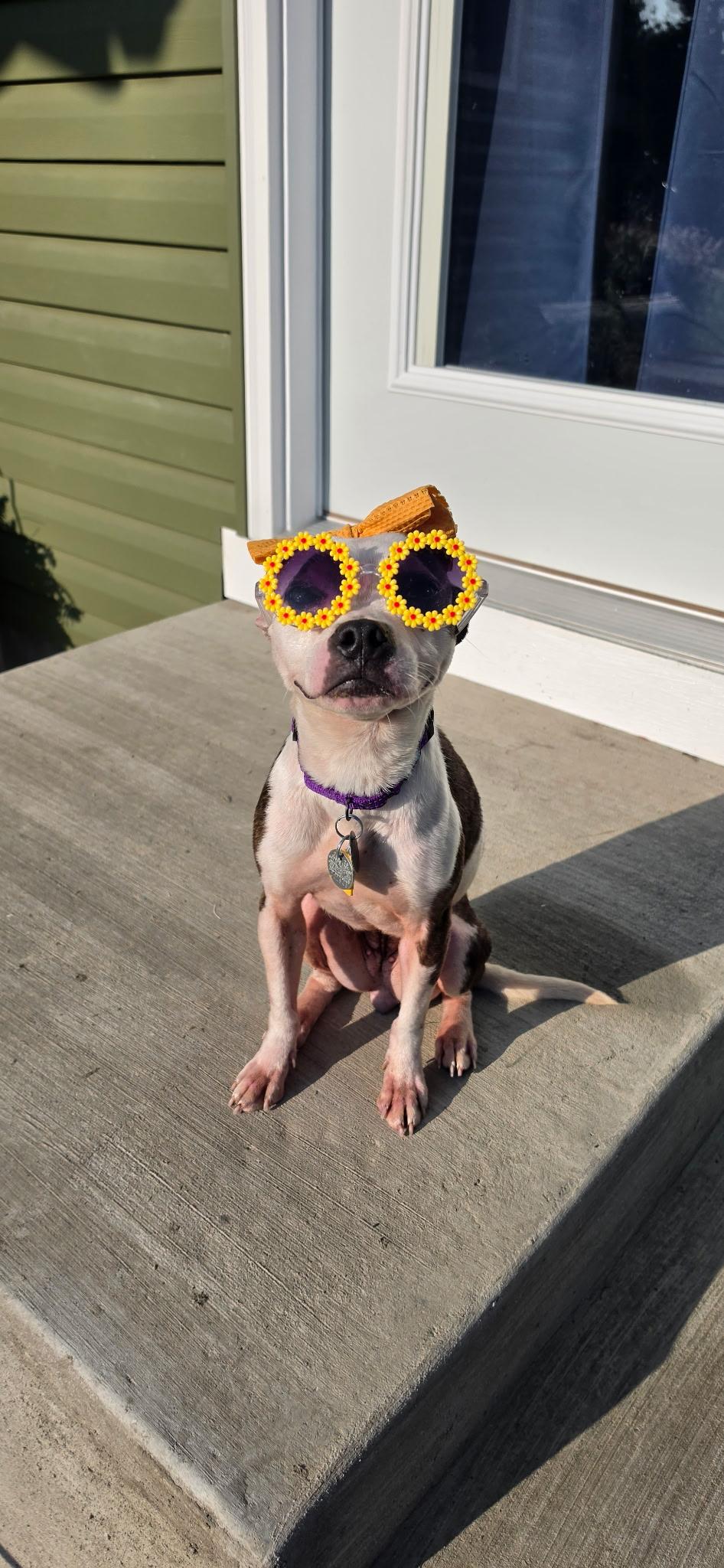 Enlarge Georgie, a Adoptable mixed breed in Cleveland, OH image 4/5
