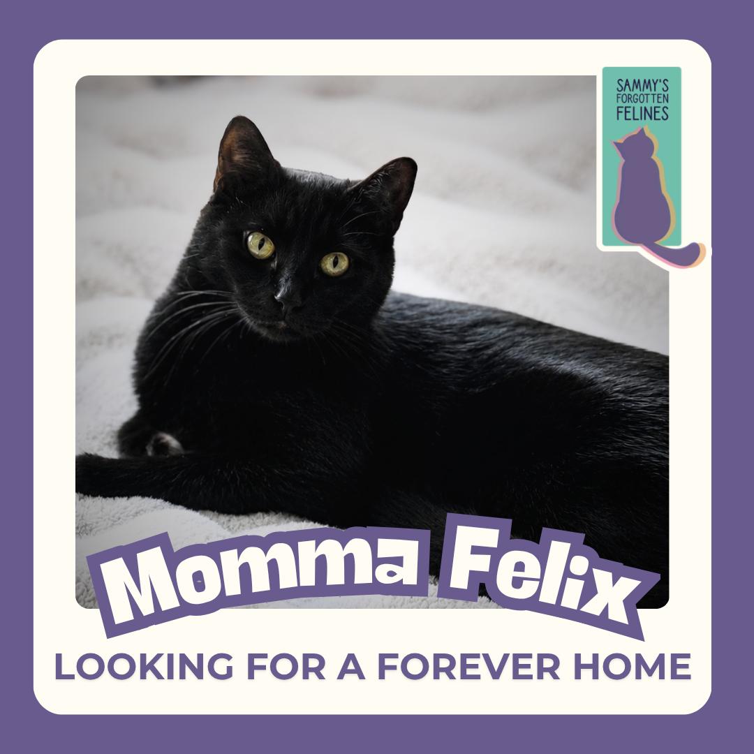 Momma Felix, Adoptable, Young Female Domestic Short Hair.