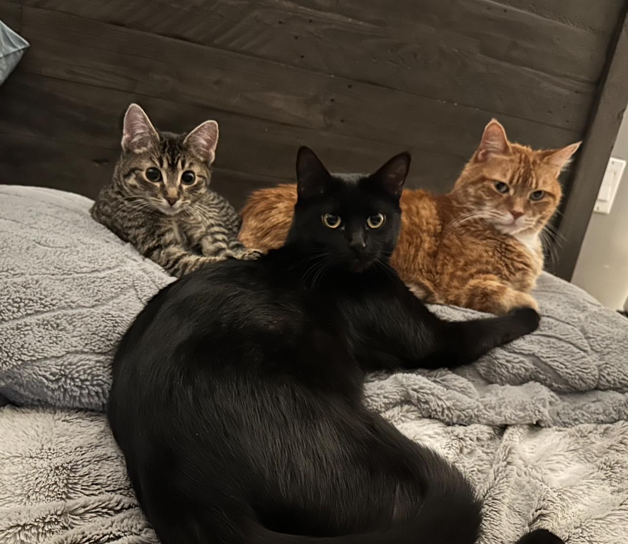 Enlarge Momma Felix, a Adoptable Domestic Short Hair in Kamloops, BC image 2/6