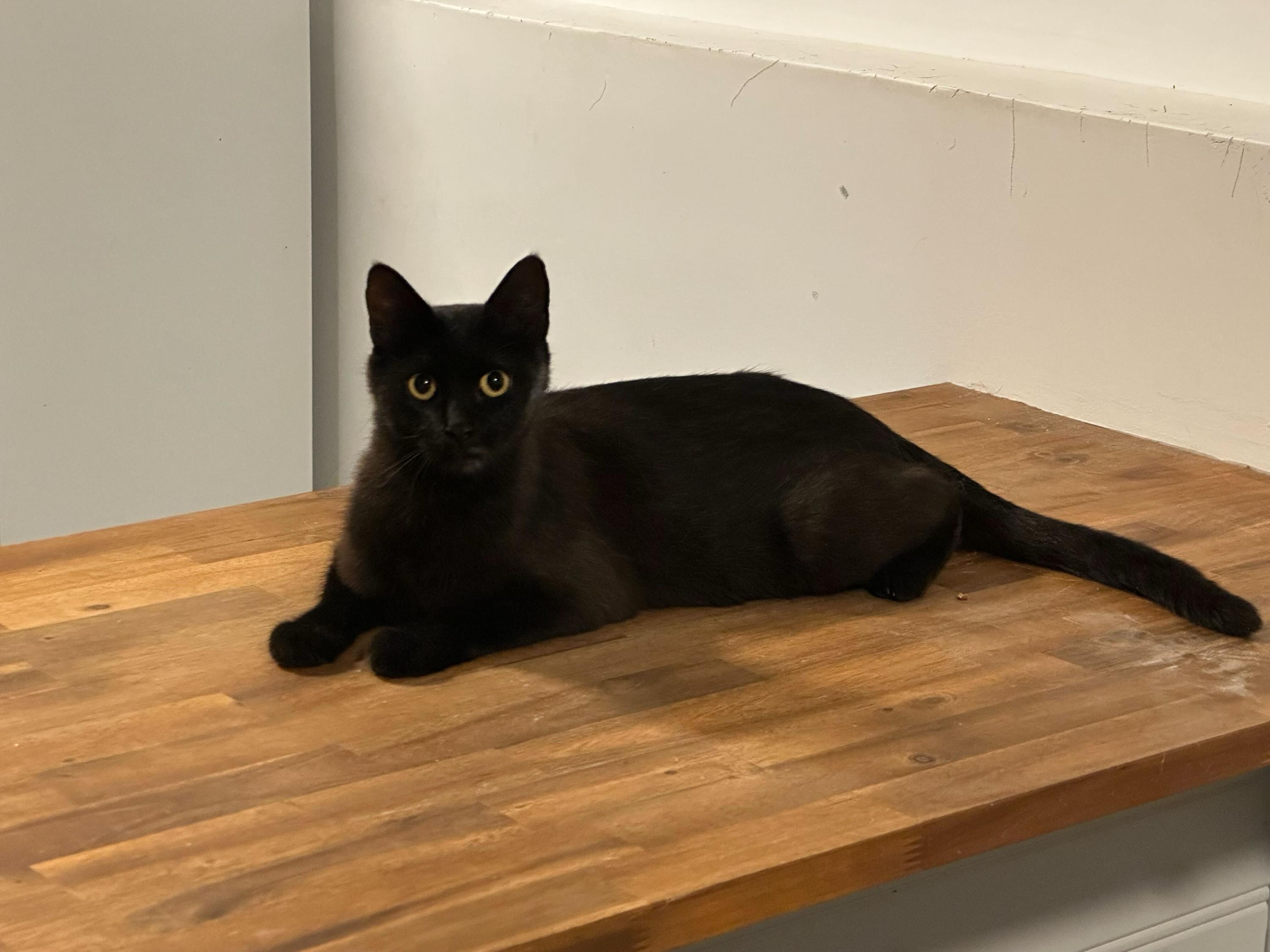 Enlarge Momma Felix, a Adoptable Domestic Short Hair in Kamloops, BC image 3/6