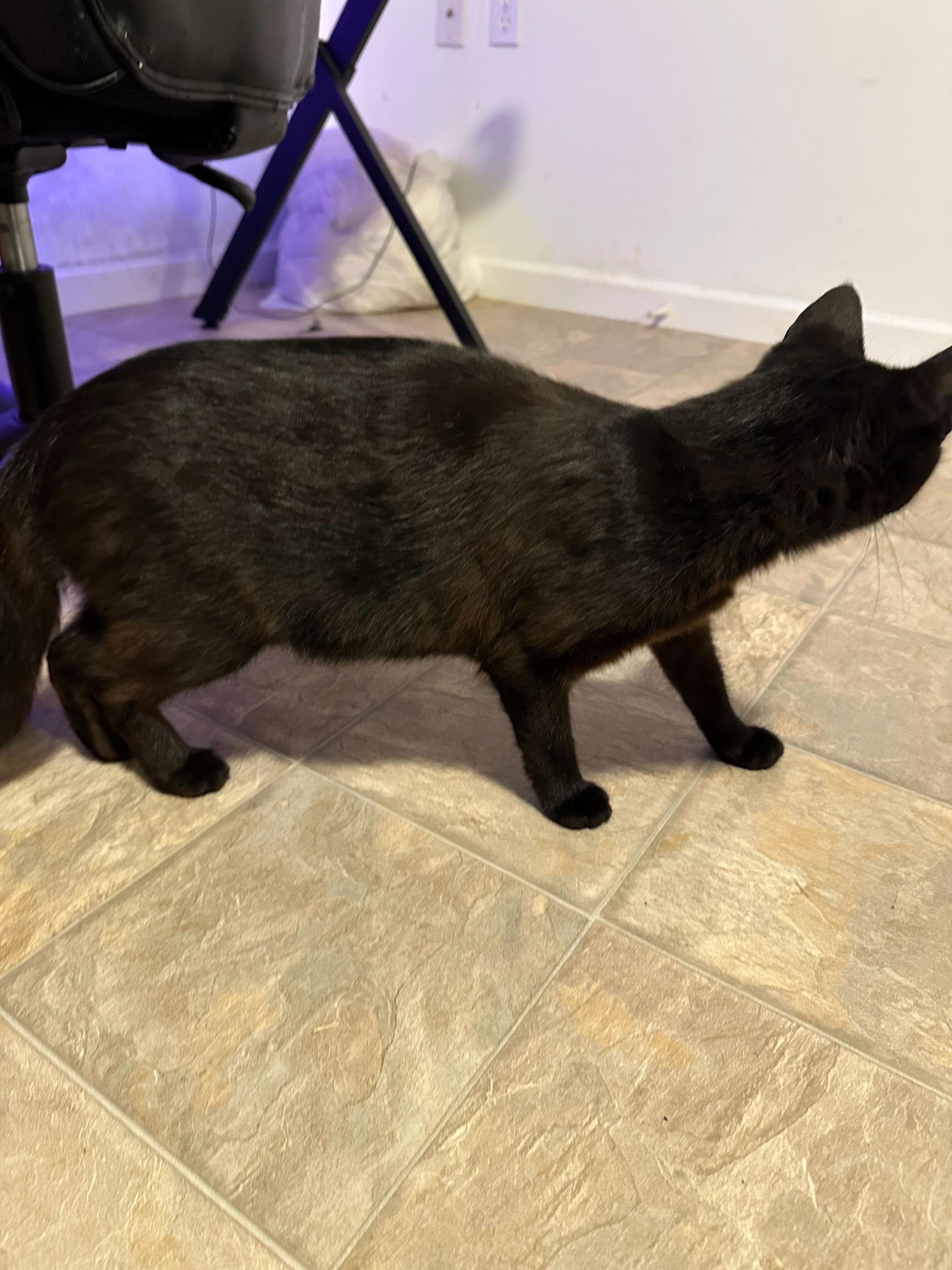 Enlarge Momma Felix, a Adoptable Domestic Short Hair in Kamloops, BC image 4/6