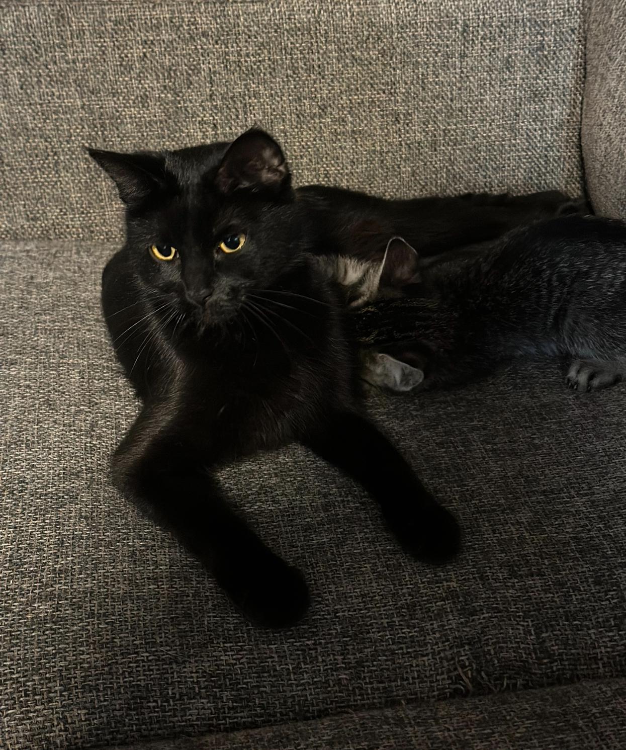 Enlarge Momma Felix, a Adoptable Domestic Short Hair in Kamloops, BC image 5/6