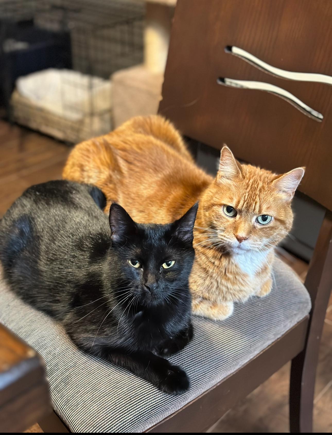 Enlarge Momma Felix, a Adoptable Domestic Short Hair in Kamloops, BC image 6/6
