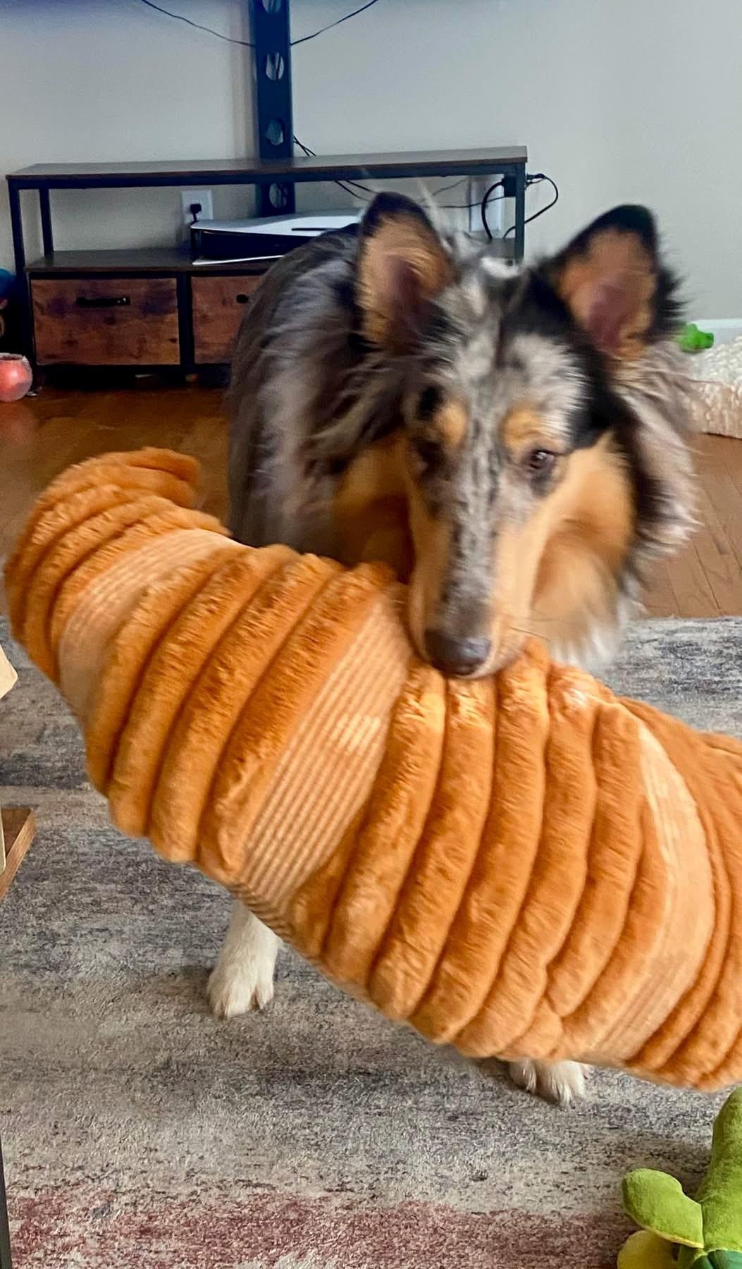 Enlarge Haim, an adopted Rough Collie in vALE, NC image 1/1