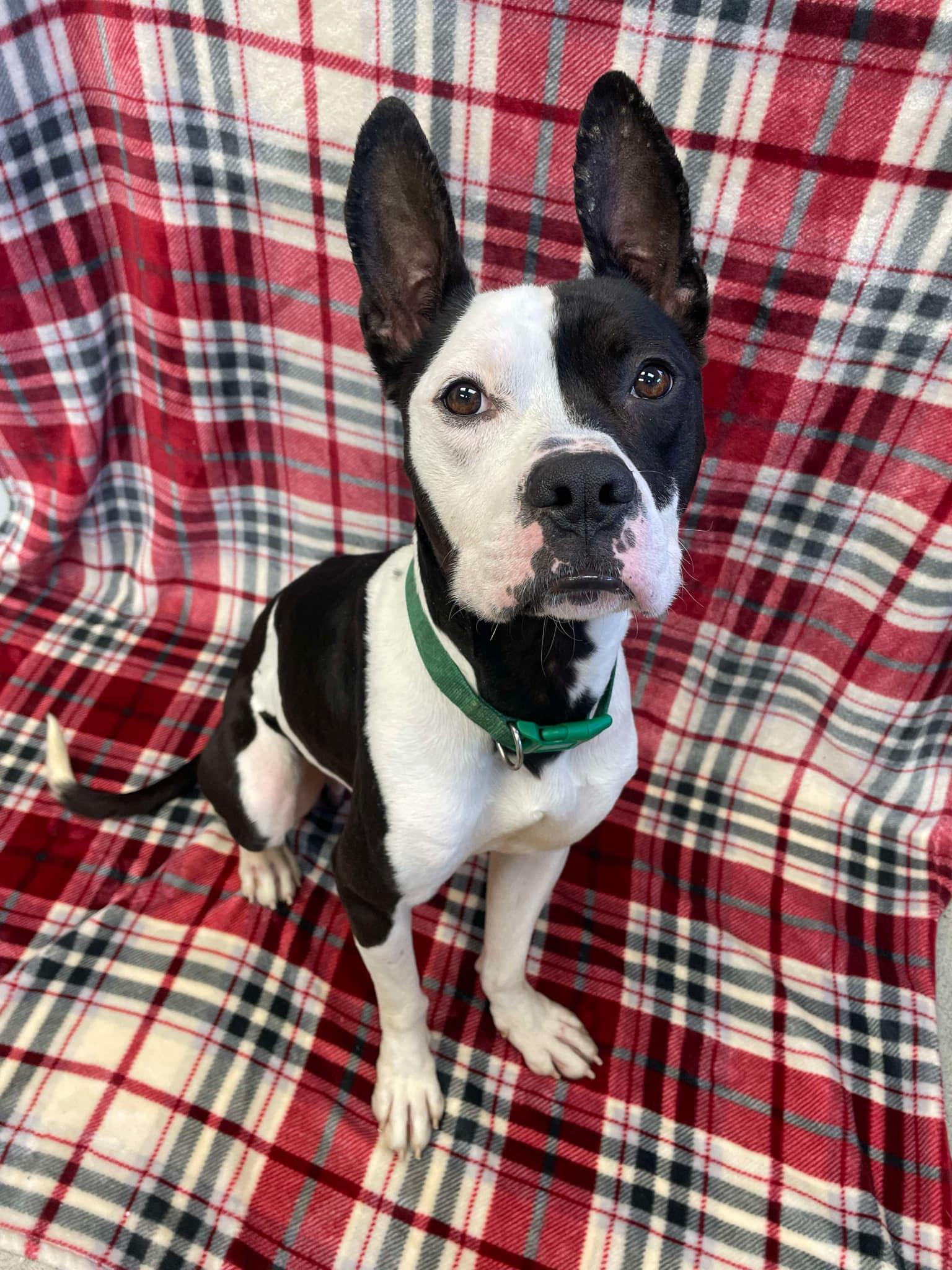Oreo, an adoptable Boxer, Pit Bull Terrier in Waterloo, IA, 50703 | Photo Image 2