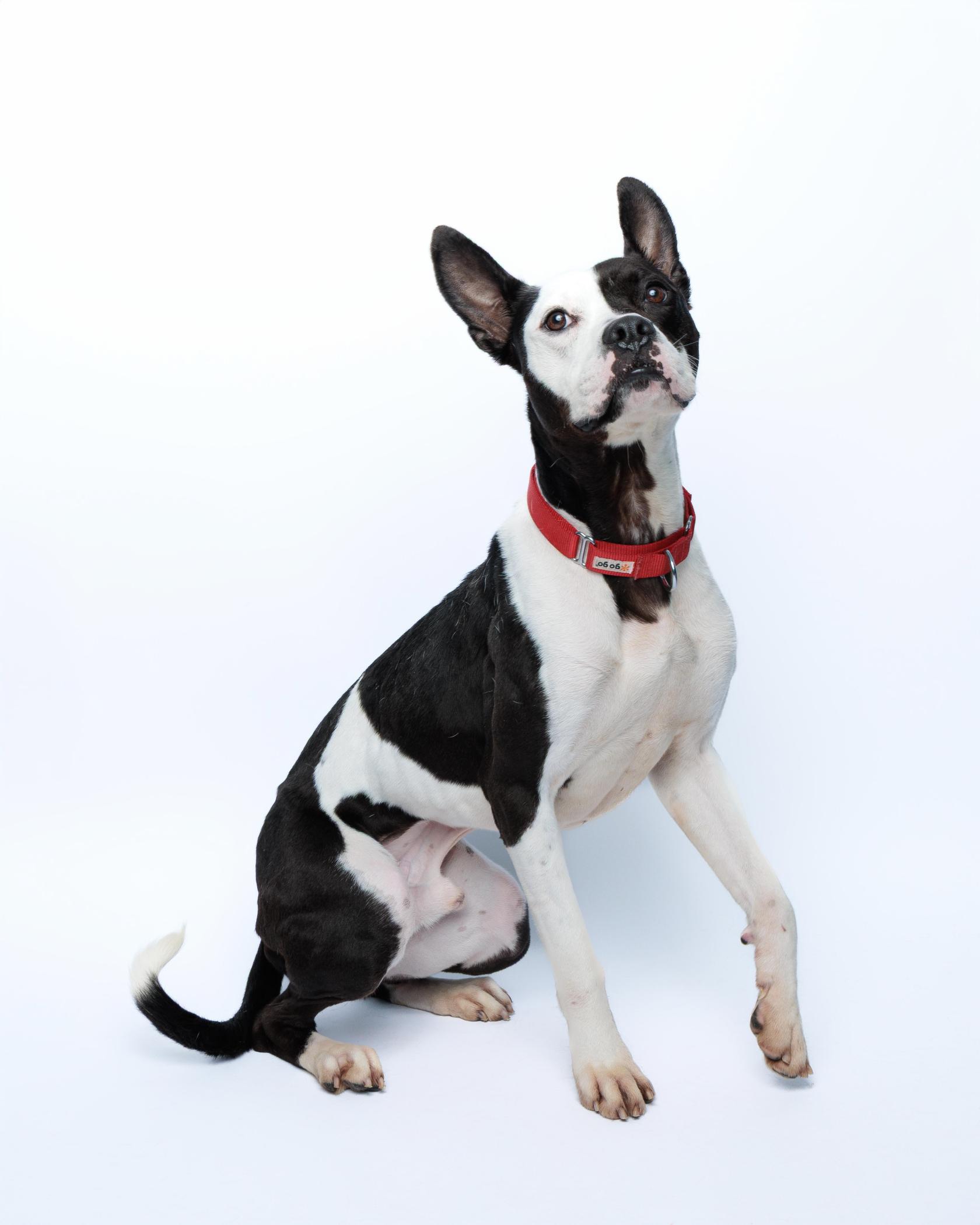 Oreo, adoptable, Adult Male Boxer & Pit Bull Terrier.