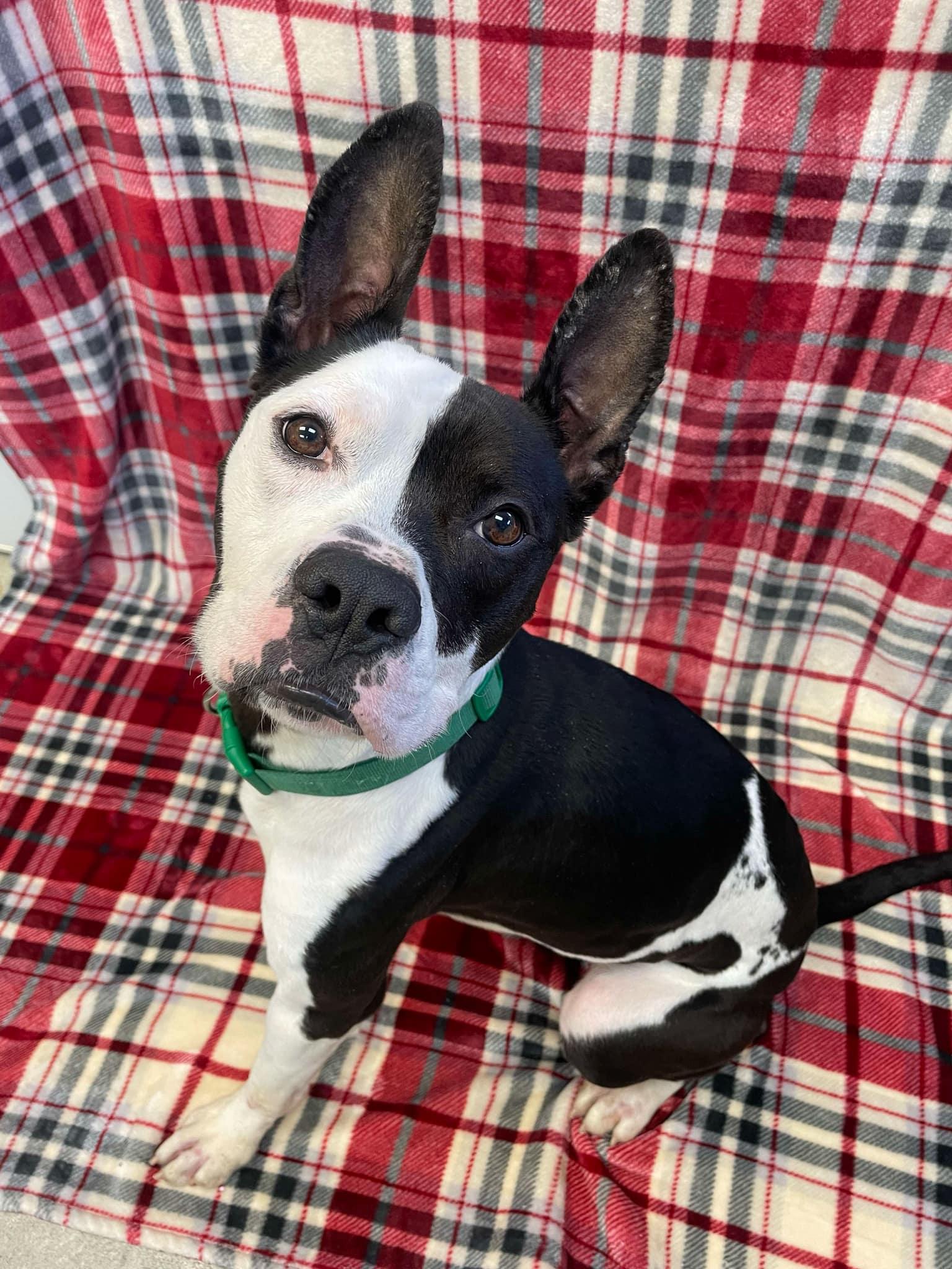 Oreo, an adoptable Boxer, Pit Bull Terrier in Waterloo, IA, 50703 | Photo Image 3