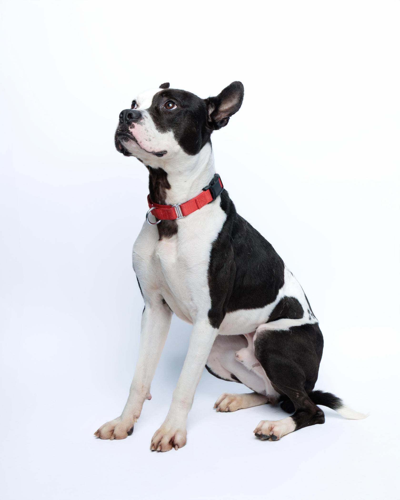 Oreo, an adoptable mixed breed in Waterloo, IA image 6/6