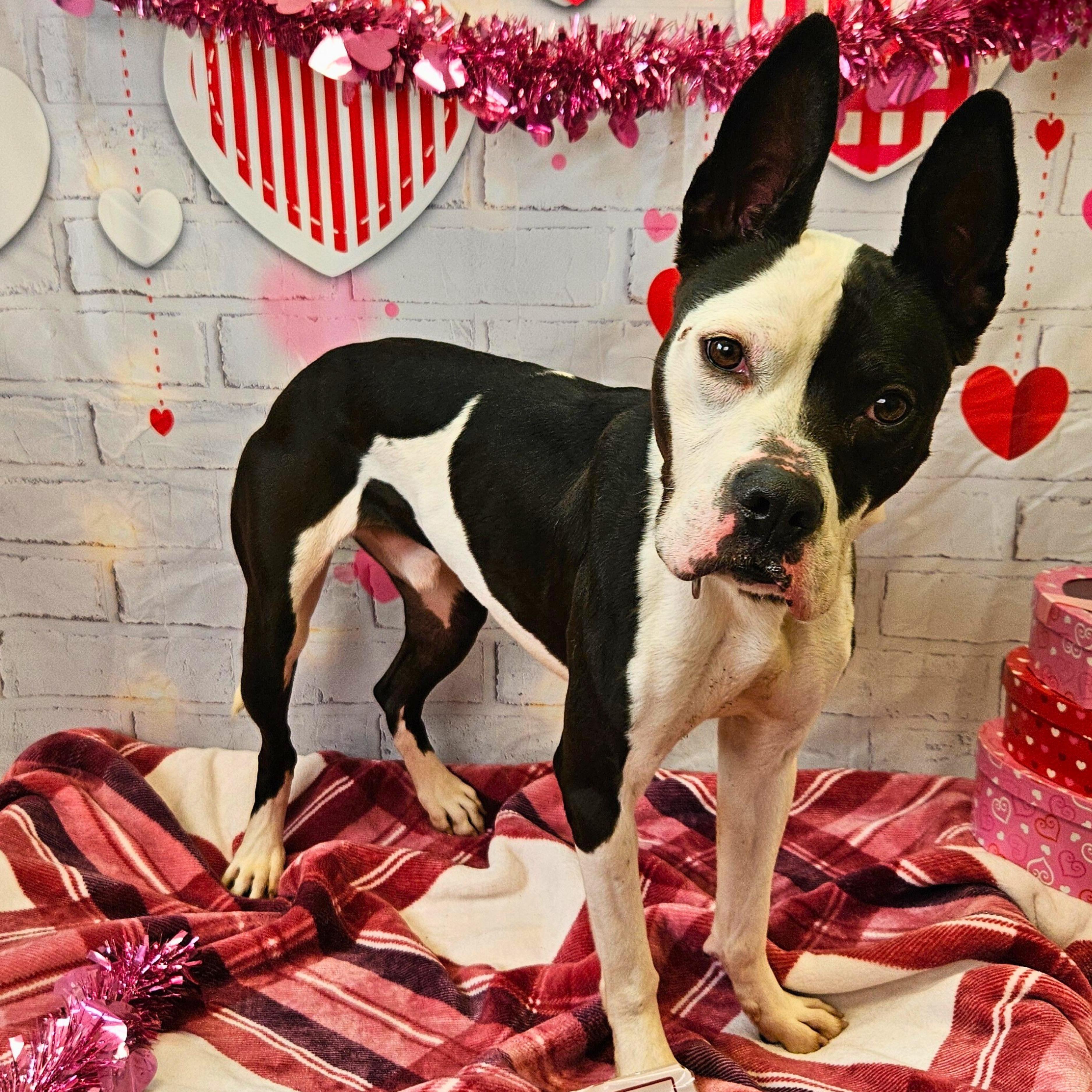 Oreo, an adoptable mixed breed in Waterloo, IA image 1/6