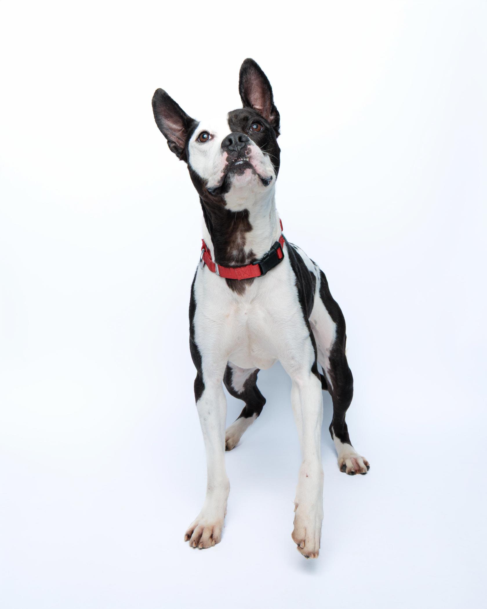 Oreo, an adoptable Boxer, Pit Bull Terrier in Waterloo, IA, 50703 | Photo Image 4