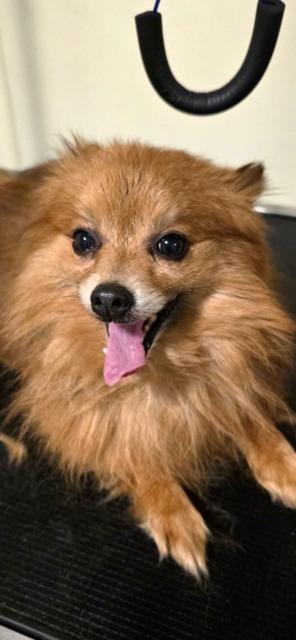 Enlarge CHARLIE, a Adoptable Pomeranian in Newaygo, MI image 1/1
