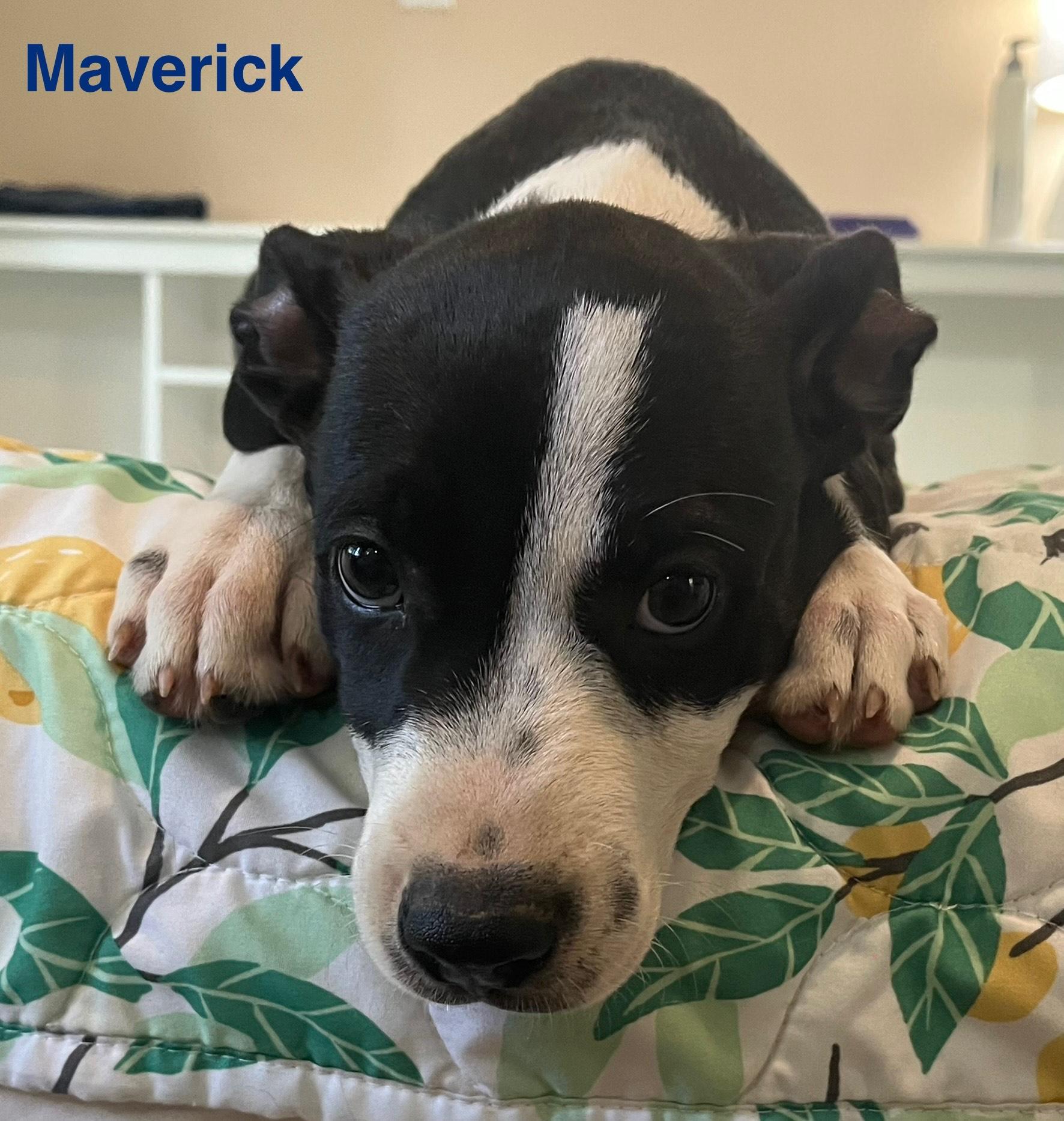 Enlarge Maverick , an adopted mixed breed in Bloomington, IL image 3/3