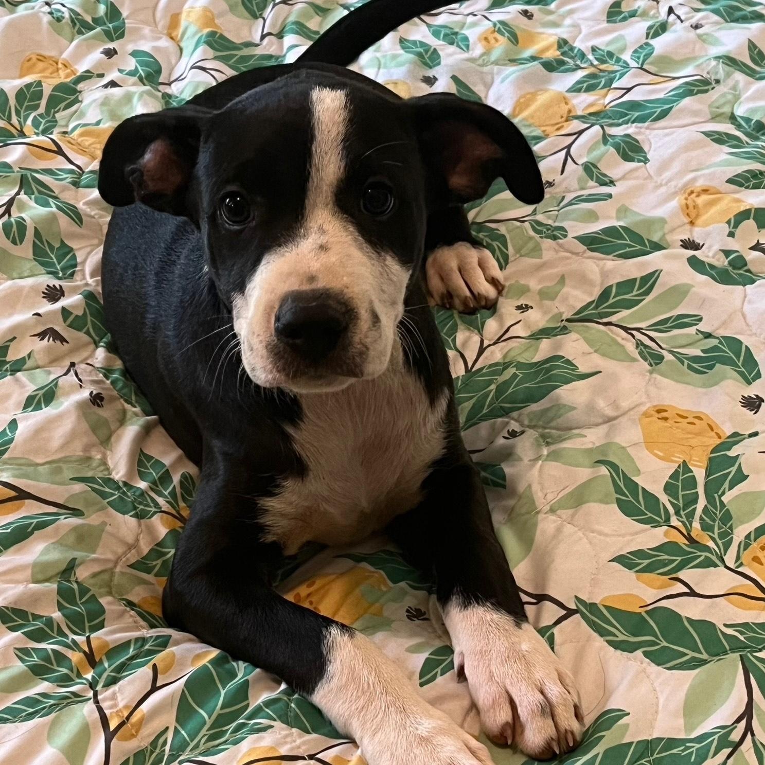 Maverick , adopted, Young Male Border Collie & Corgi.