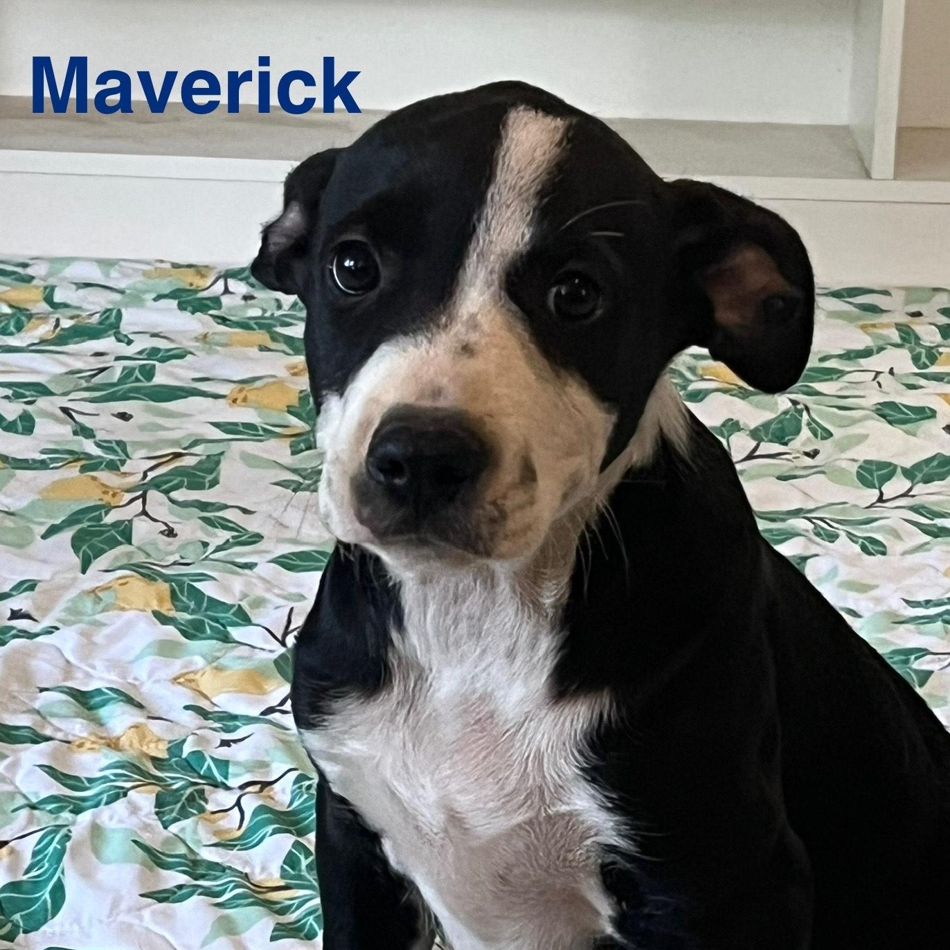 Enlarge Maverick , an adopted mixed breed in Bloomington, IL image 2/3