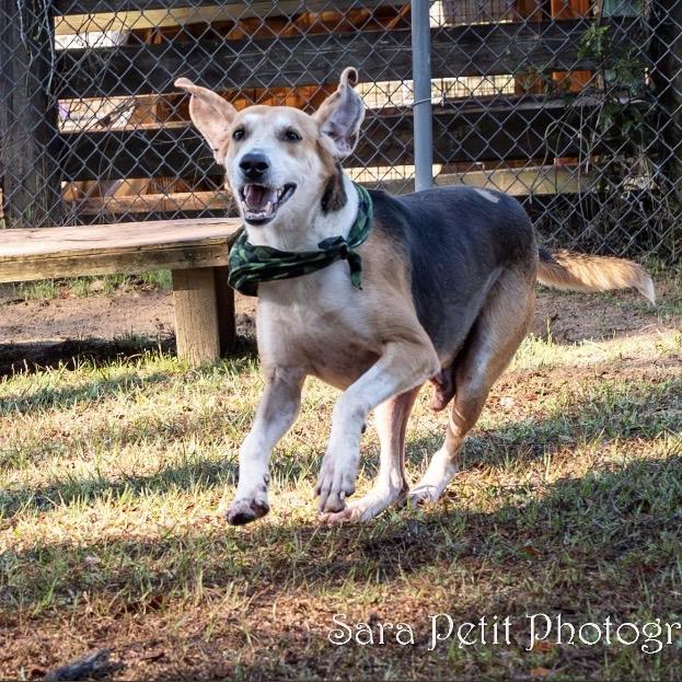 Enlarge Jericho, a Adoptable Mixed Breed in Milton, FL image 1/6