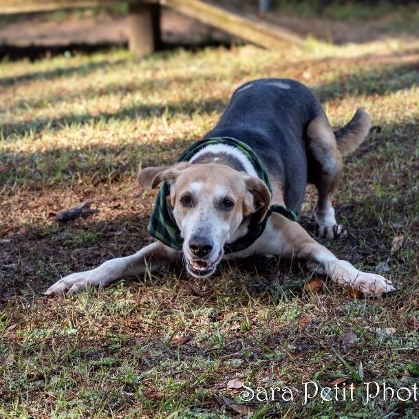 Enlarge Jericho, a Adoptable Mixed Breed in Milton, FL image 2/6