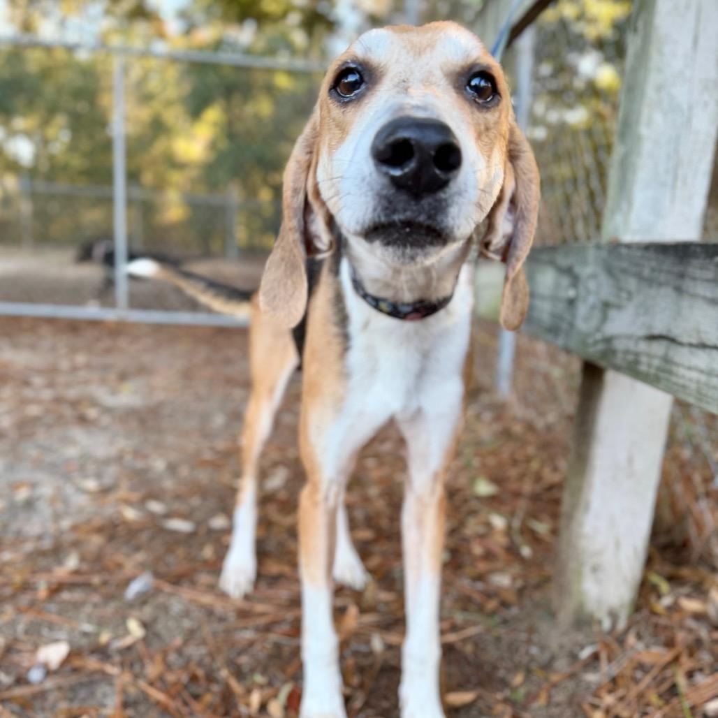 Jericho, Adoptable, Adult Male Mixed Breed.