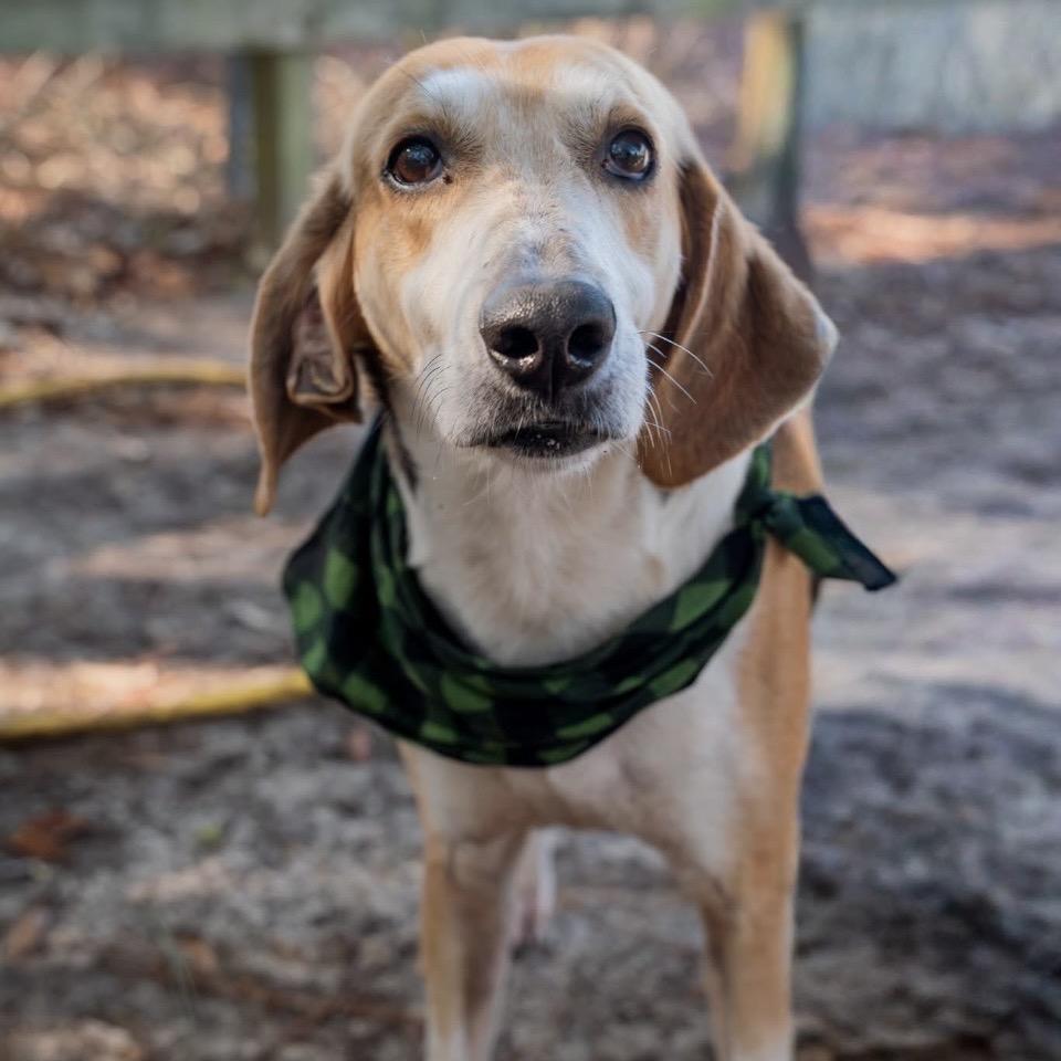 Enlarge Jericho, a Adoptable Mixed Breed in Milton, FL image 4/6