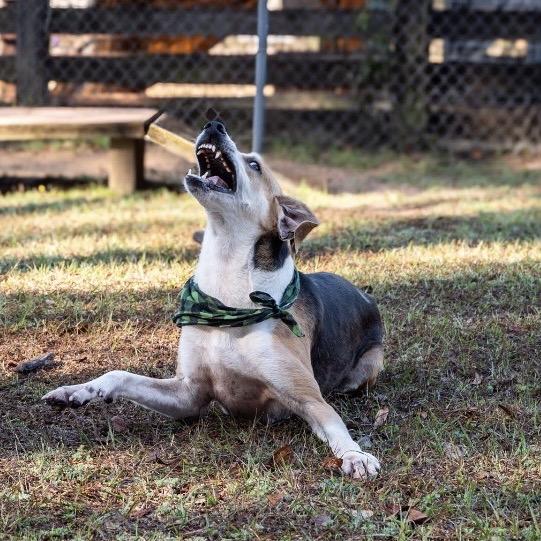 Enlarge Jericho, a Adoptable Mixed Breed in Milton, FL image 5/6