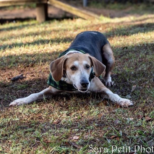 Enlarge Jericho, a Adoptable Mixed Breed in Milton, FL image 6/6