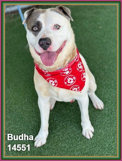 Enlarge BUDHA, a ADOPTABLE mixed breed in Marietta, GA image 6/6