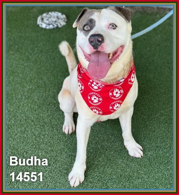 Enlarge BUDHA, a ADOPTABLE mixed breed in Marietta, GA image 2/6