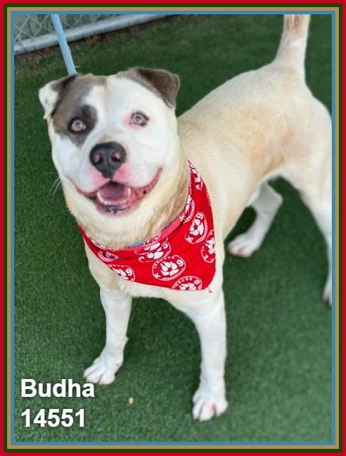 Enlarge BUDHA, a ADOPTABLE mixed breed in Marietta, GA image 4/6
