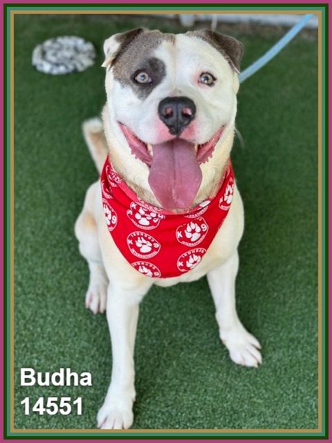 Enlarge BUDHA, a ADOPTABLE mixed breed in Marietta, GA image 5/6