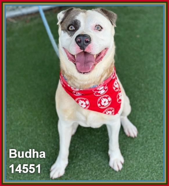 Enlarge BUDHA, a ADOPTABLE mixed breed in Marietta, GA image 3/6