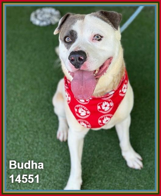 BUDHA, ADOPTABLE, Adult Male Pit Bull Terrier & Bulldog.
