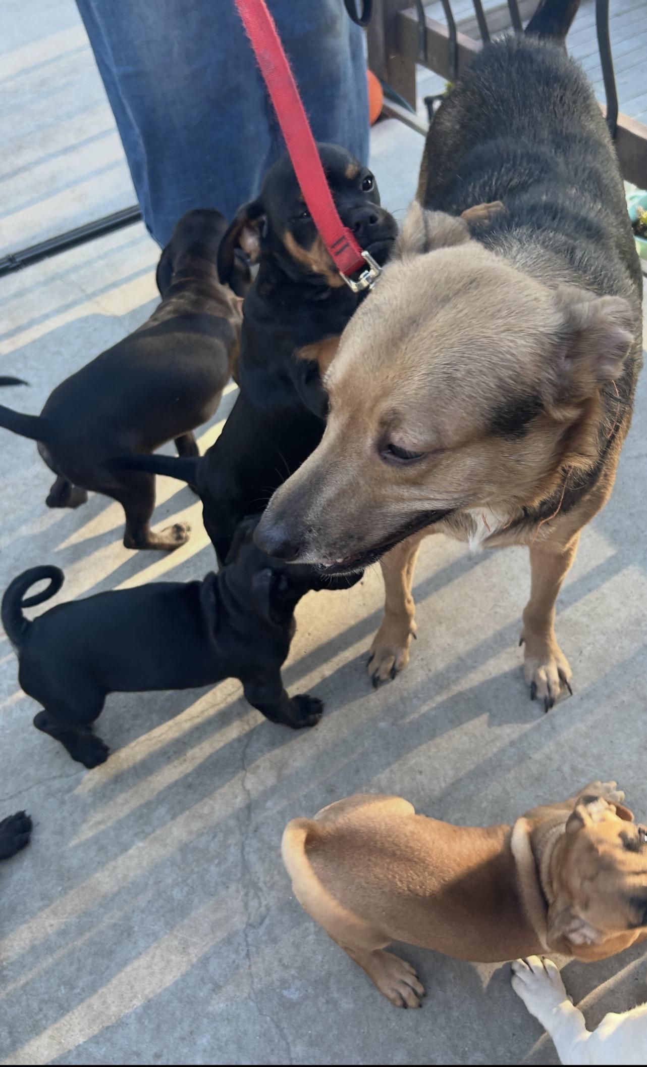 LUCA, a ADOPTABLE mixed breed in El Cajon, CA image 1/6