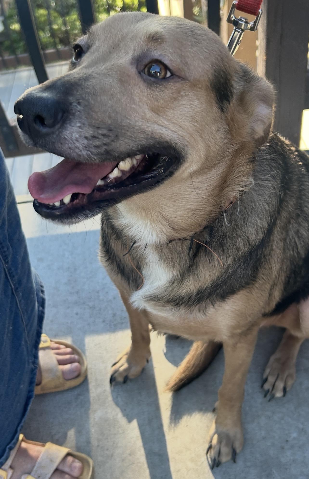 LUCA, a ADOPTABLE mixed breed in El Cajon, CA image 5/6