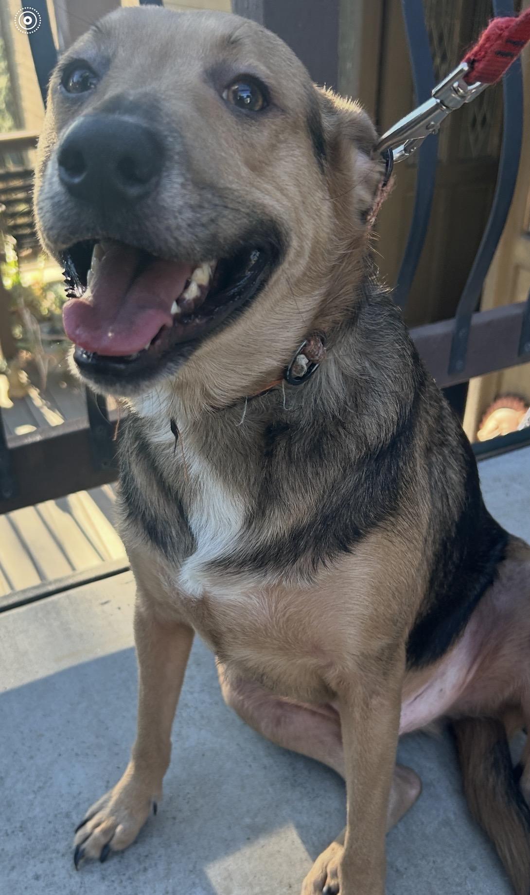 LUCA, a ADOPTABLE mixed breed in El Cajon, CA image 6/6