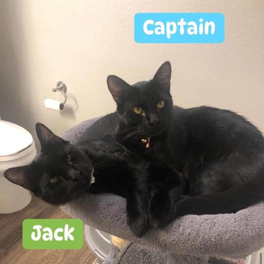 Captain, a Adoptable Domestic Short Hair in Phoenix, AZ image 1/5