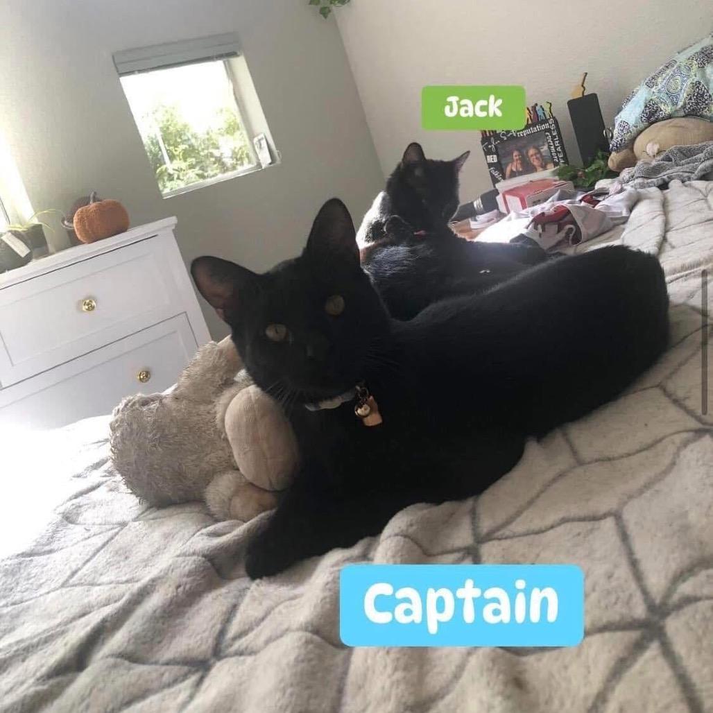Captain, a Adoptable Domestic Short Hair in Phoenix, AZ image 3/5