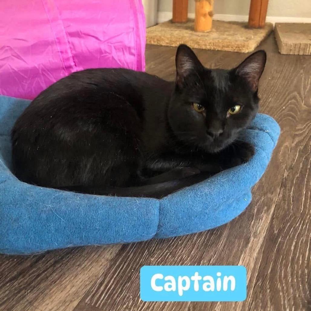 Captain, a Adoptable Domestic Short Hair in Phoenix, AZ image 4/5